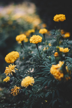 美丽的自然黄色的花春天夏天