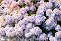 花日益增长的花园特写镜头美丽的自然壁纸开花布什与绣球花