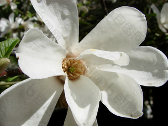 白色木兰花对的天空特写镜头白色木兰花对的天空特写镜头