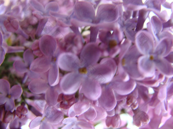 分支紫色的淡紫色花紫丁香寻常的莉莉盛开的植物背景对蓝色的天空宏分支紫色的淡紫色花紫丁香寻常的