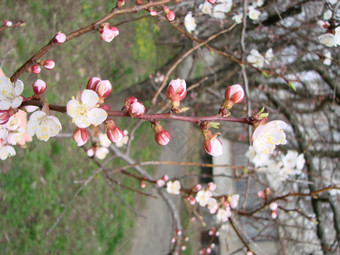 春天开花杏树和杏花美丽的自然场景与开花树和蓝色的天空春天开花背景与杏美丽的自然场景与开花树和蓝色的天空