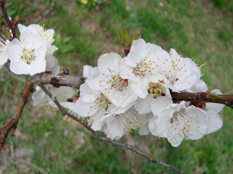 春天开花杏树和杏花美丽的自然<strong>场景</strong>与开花树和<strong>蓝色</strong>的天空春天开花背景与杏美丽的自然<strong>场景</strong>与开花树和<strong>蓝色</strong>的天空