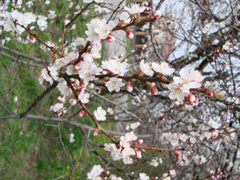 春天开花杏树和杏花美丽的自然<strong>场景</strong>与开花树和<strong>蓝色</strong>的天空春天开花背景与杏美丽的自然<strong>场景</strong>与开花树和<strong>蓝色</strong>的天空