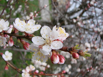 春天开花杏树和杏花美丽的自然<strong>场景</strong>与开花树和<strong>蓝色</strong>的天空春天开花背景与杏美丽的自然<strong>场景</strong>与开花树和<strong>蓝色</strong>的天空