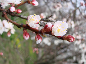 春天开花杏树和杏花美丽的自然<strong>场景</strong>与开花树和<strong>蓝色</strong>的天空春天开花背景与杏美丽的自然<strong>场景</strong>与开花树和<strong>蓝色</strong>的天空