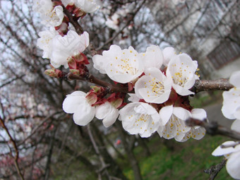 春天开花杏树和杏花美丽的自然<strong>场景</strong>与开花树和<strong>蓝色</strong>的天空春天开花背景与杏美丽的自然<strong>场景</strong>与开花树和<strong>蓝色</strong>的天空