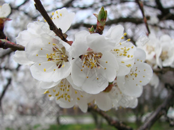 春天开花杏树和杏花美丽的自然<strong>场景</strong>与开花树和<strong>蓝色</strong>的天空春天开花背景与杏美丽的自然<strong>场景</strong>与开花树和<strong>蓝色</strong>的天空