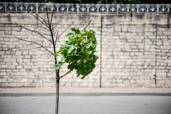 孤独的绿色树<strong>风电</strong>阻砖背景孤独的绿色树<strong>风电</strong>阻砖背景