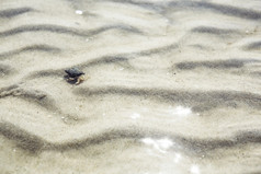白色沙子波的海海岸隐士蟹浅海洋水夏天假期动物野生动物假期海概念