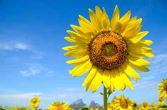 <strong>夏天背景</strong>明亮的黄色的向日葵在蓝色的天空