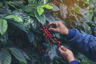 男人。手收获咖啡豆成熟的红色的浆果植物新鲜的<strong>种子</strong>咖啡树增长绿色生态<strong>有机</strong>农场关闭手收获红色的成熟的咖啡<strong>种子</strong>罗布斯塔Arabica浆果收获咖啡农场