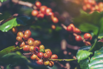 成熟的红色的咖啡豆浆果植物新鲜的<strong>种子</strong>咖啡树增长绿色生态<strong>有机</strong>农场关闭红色的成熟的<strong>种子</strong>罗布斯塔Arabica浆果收获为咖啡花园新鲜的咖啡豆绿色叶布什