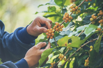 男人。手<strong>收获</strong>咖啡豆成熟的红色的浆果植物新鲜的种子咖啡树增长绿色生态有机农场关闭手<strong>收获</strong>红色的成熟的咖啡种子罗布斯塔Arabica浆果<strong>收获</strong>咖啡农场