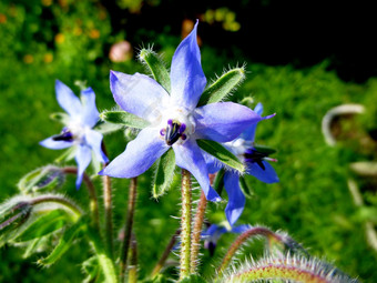 <strong>琉璃</strong>苣博拉戈officinalisstarflower家庭紫草科蔬菜花园植物自然产品<strong>琉璃</strong>苣博拉戈officinalisstarflower家庭紫草科博雷奇