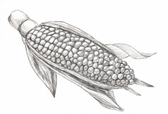 玉米结实的矮手画草图风格白色背景食物有机生素食者玉米结实的矮手画草图风格