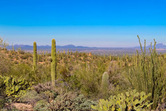 沙漠忽视图森亚利桑那州仙人掌国家公园
