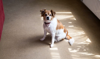 可爱的狗坐着的地板上与地毯可爱的首页棕色（的）与白色皮毛特写镜头可爱的狗坐着的地板上与地毯可爱的首页棕色（的）与白色皮毛