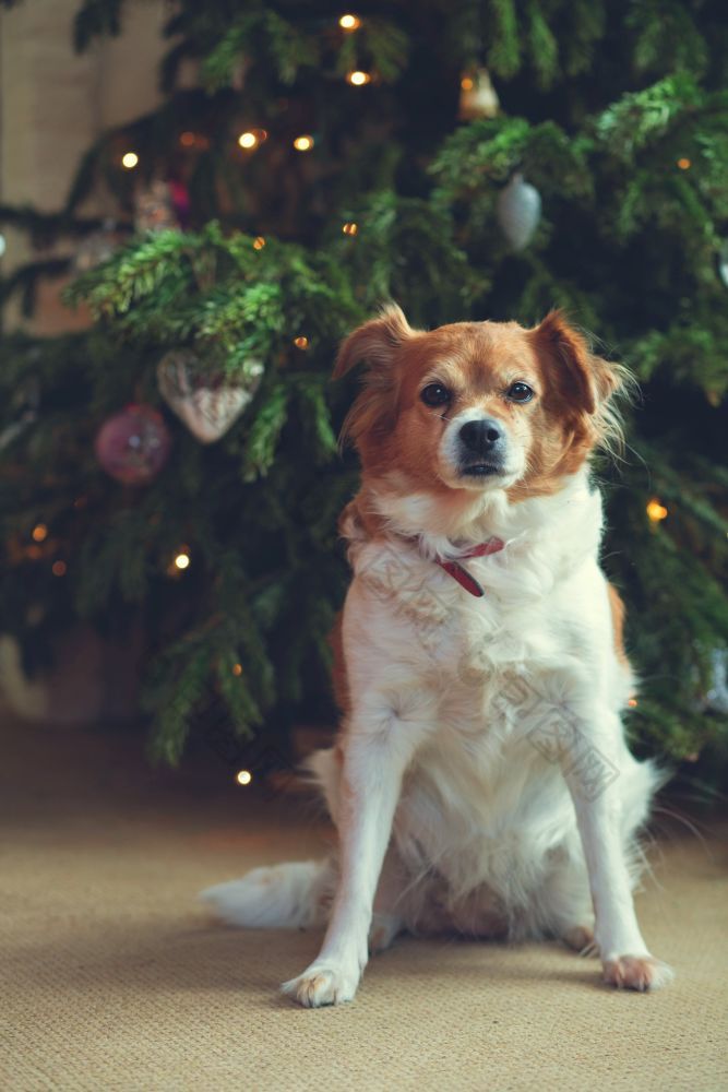 快乐新一年圣诞节假期和庆祝活动可爱的狗宠物的房间的圣诞节树肖像快乐新一年圣诞节假期和庆祝活动可爱的狗宠物的房间的圣诞节树