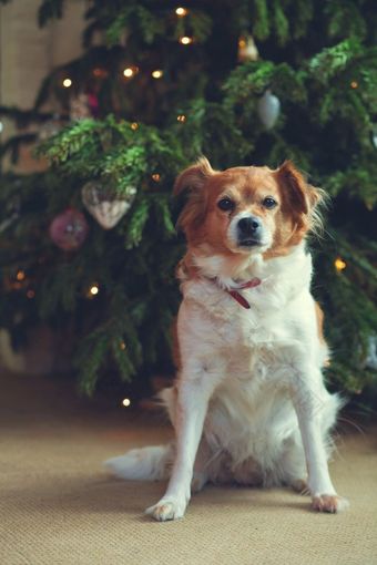 快乐新一年圣诞节假期和庆祝<strong>活动</strong>可爱的狗宠物的房间的圣诞节树肖像快乐新一年圣诞节假期和庆祝<strong>活动</strong>可爱的狗宠物的房间的圣诞节树