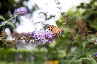 特写镜头蝴蝶花常见的老虎蝴蝶自然特写镜头蝴蝶花常见的老虎蝴蝶