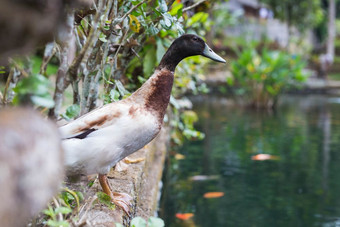 一个鸭子放松附近的色彩斑斓的池塘色彩斑斓的自然特写镜头一个鸭子放松附近的色彩斑斓的池塘色彩斑斓的自然