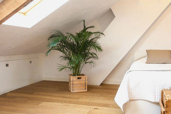 绿色植物篮子现代光卧室白色墙和木地板上现代设计特写镜头复古的绿色植物篮子现代光卧室白色墙和木地板上现代设计特写镜头
