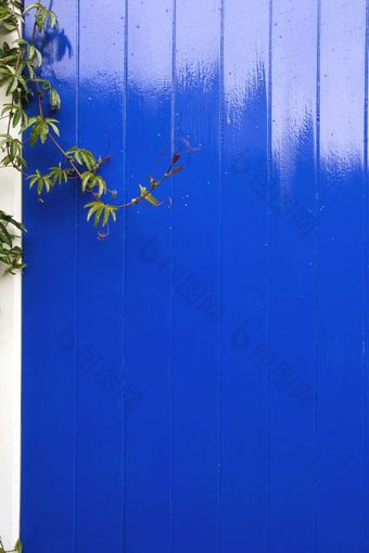 蓝色的木墙董事会与绿色植物挂特写镜头背景纹理色彩斑斓的蓝色的木墙董事会与绿色植物挂特写镜头背景纹理