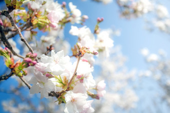 美丽的色彩斑斓的<strong>新</strong>鲜的<strong>春</strong>天花与清晰的蓝色的天空樱桃开花明亮的柔和的白色和粉红色的颜色夏天和<strong>春</strong>天背景完整的布鲁姆关闭快乐的自然美丽的色彩斑斓的<strong>新</strong>鲜的<strong>春</strong>天花与清晰的蓝色的天空樱桃开花明亮的柔和的白色和粉红