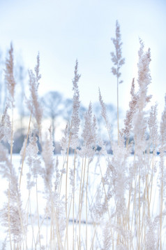 软焦点摘要自然背景软植物cortaderiaselloana移动的风明亮的和清晰的场景植物类似的羽毛抹布冬天景观背景冰白色设计软焦点摘要自然背景软植物cortaderiaselloana移动的风明亮的