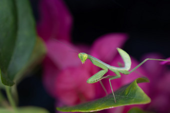 宏照片捕食者昆虫绿色螳螂粉红色的花背景宏照片捕食者昆虫绿色螳螂
