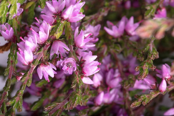 紫色的野生希瑟花背景宏照片紫色的和粉红色的希瑟花背景宏照片