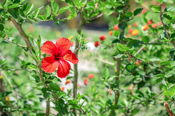 明亮的红色的芙蓉花的绿色布什的公园芙蓉花的绿色布什