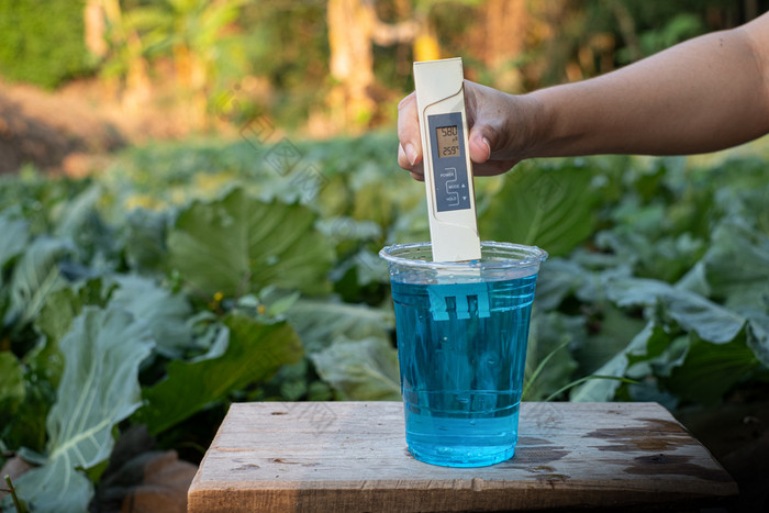 测量液体肥料杯与数字tds计生菜植物背景