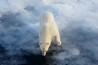 极地熊冰浮冰北极<strong>捕食者</strong>极地熊极地熊冰浮冰北极<strong>捕食者</strong>