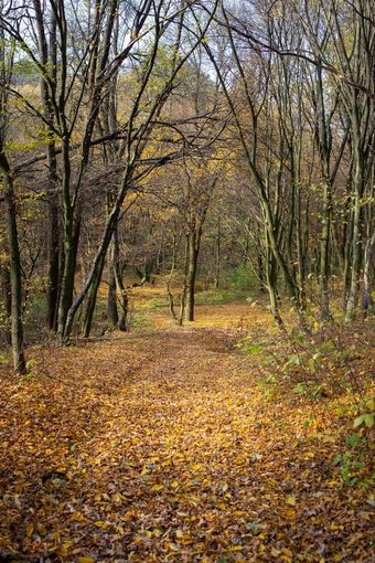 美丽的阳光明媚的秋天景观与下降干红色的叶子路通过的森林和黄色的树美丽的阳光明媚的秋天景观与下降干红色的叶子路通过森林和黄色的树
