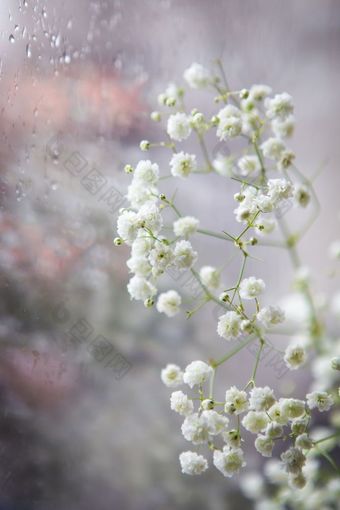 美丽的白色满天星花站附近的窗口特写镜头下雨外的窗口满天星花站附近的窗口