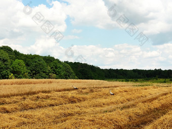 美丽的夏天景观收获在户外小麦场的农村鹳走周围的场和收集的仍然是小麦美丽的夏天景观收获在户外小麦场的农村鹳走周围的场和收集的仍然是小麦
