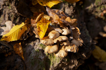 蘑菇<strong>成长</strong>附近树桩的森林金美丽的秋天蘑菇<strong>成长</strong>附近树桩的森林金美丽的秋天