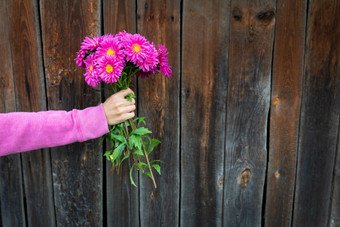 女人粉红色的毛衣持有美丽的粉红色的花束花她的手对的背景木墙的地方为登记女人粉红色的毛衣持有美丽的粉红色的花束花她的手对的背景木墙的地方为登记