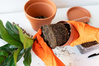 的过程移植flowerpot-ficus天琴座手持有热带榕属植物移植盆栽首页植物热带榕属植物天琴座首页园艺植物那是空气<strong>净化器</strong>的过程移植flowerpot-ficus天琴座手持有热带榕属植物移植盆栽首页