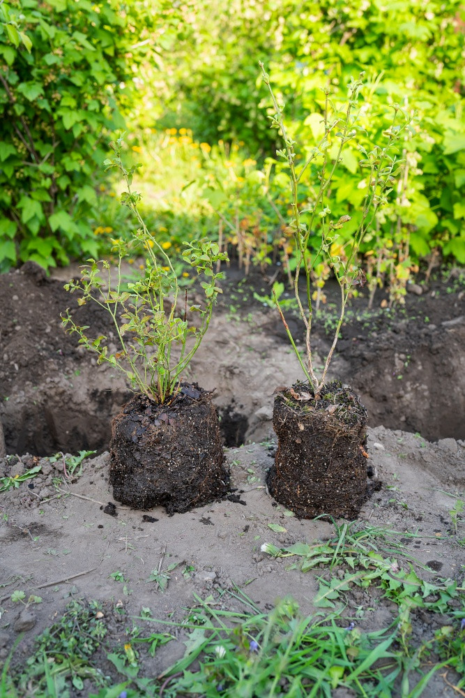 蓝莓布什幼苗布什种植土地准备挖掘洞男人。种植树的概念生态和环境保护蓝莓布什幼苗布什种植土地准备挖掘洞男人。种植树的概念生态和环境保护