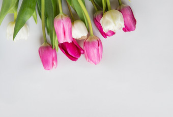 美丽的春天花束与粉红色的和白色郁金香白色背景春天3月生日明信片的地方为登记美丽的春天花束与粉红色的和白色郁金香白色背景春天3月生日明信片的地方为登记