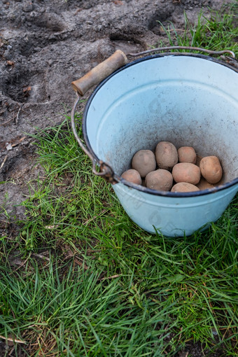 种植土豆块茎的地面早期春天准备为的花园季节土豆为切割桶种植土豆块茎的地面早期春天准备为的花园季节土豆为切割桶