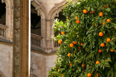 美丽的橙色树站院子里修道院与哥特风格