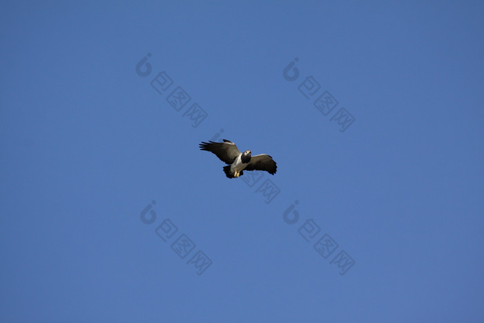 鸟猎物针blue-buzzard南美国