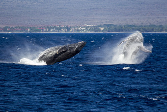 很少两个座头鲸鲸鱼跳出的蓝色的海的相同时间