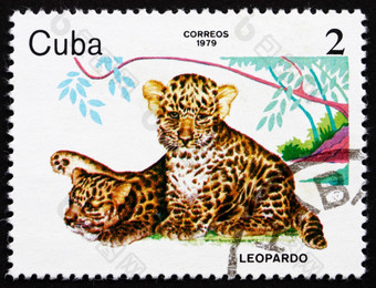 古巴约邮票印刷的古巴显示豹子动物园动物约