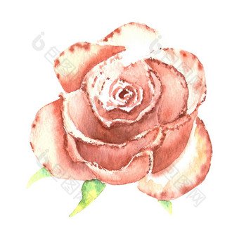 桃色的玫瑰开放巴德水彩插图剪纸艺术孤立的白色背景可以使用为邀请明信片等桃色的玫瑰开放巴德水彩插图剪纸艺术孤立的白色背景可以使用为邀请明信片等