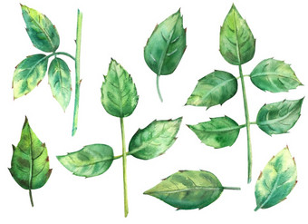 绿色玫瑰叶子孤立的白色背景水彩插图剪纸艺术绿色玫瑰叶子孤立的白色背景水彩插图剪纸艺术