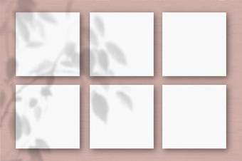 广场表白色变形纸thepink墙背景模型覆盖与的植物阴影自然光数据类型转换阴影从异国情调的植物平躺前视图水平取向广场表白色变形纸的粉红色的墙背景模型覆盖与的植物阴影自然光数据类型转换阴影从异国情调的植